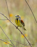 Dickcissal