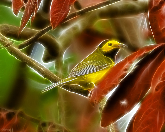 Hooded Warbler
