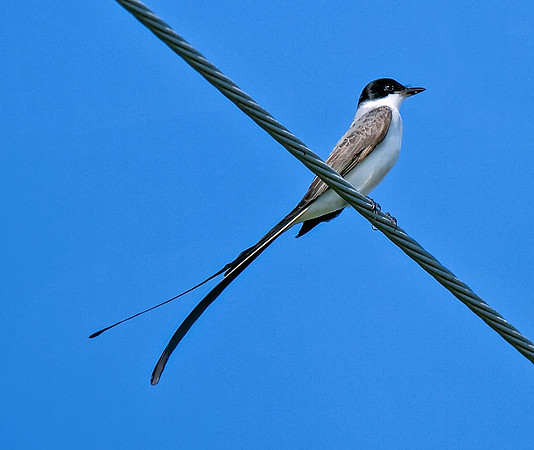 Fork-tailed Flycatcher