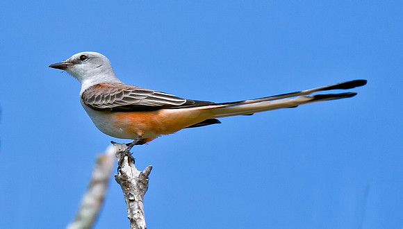 Scissor-tailed Flycatcher
