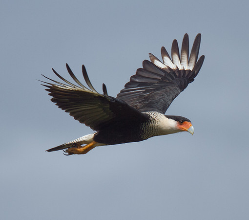 Crested Caracara
