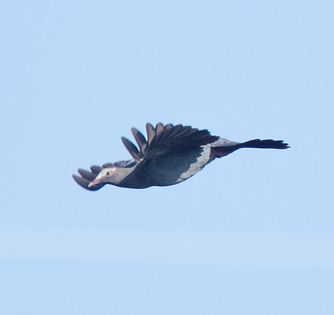 White-crowned Pigeon