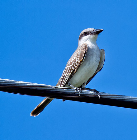 Gray Kingbird
