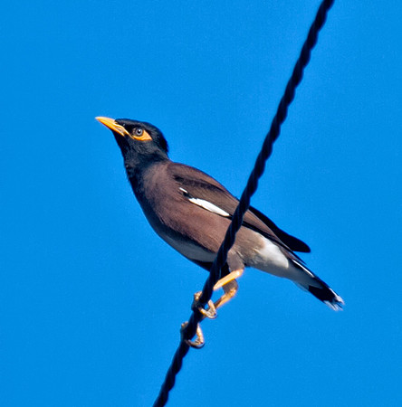Common Myna