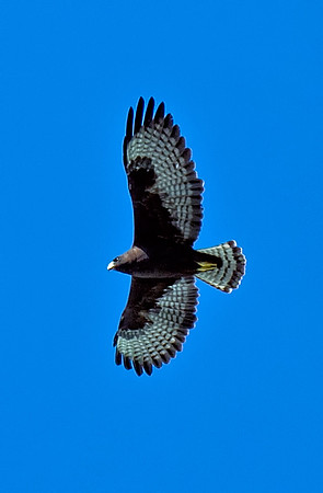Short-tailed Hawk (Dark)