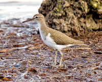 Spotted Sandpiper