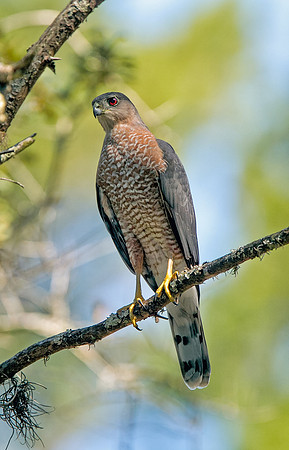 Sharp-shinned Hawk
