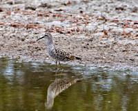 Stilt Sandpiper