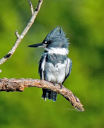 Belted Kingfisher (M)
