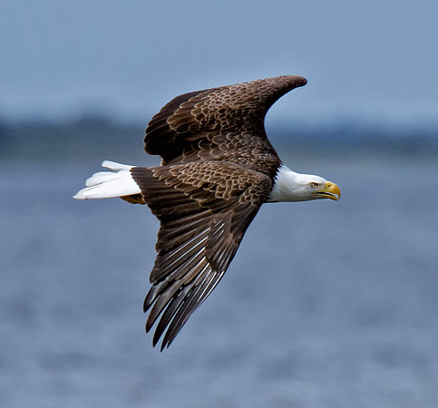 Bald Eagle