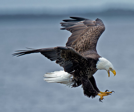 Bald Eagle