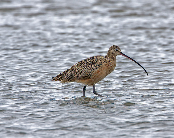 Long-billed Curlew