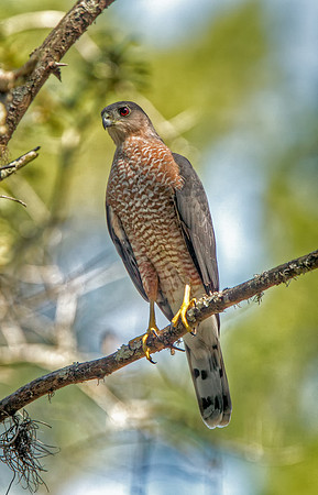 Sharp-shinned Hawk