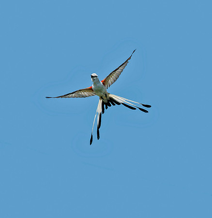 Scissor-tailed Flycatcher