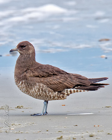 Pomarine Jaeger