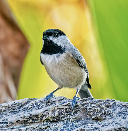 Carolina Chickadee