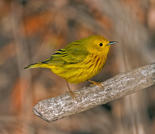 Yellow Warbler