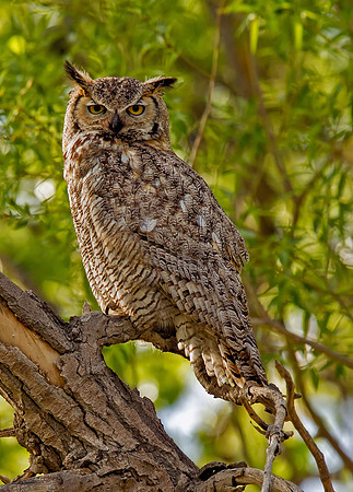 Great Horned Owl (Colorado Springs)