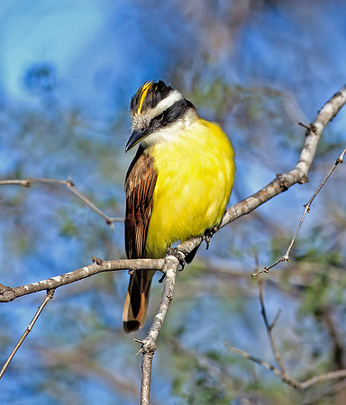 Great Kiskadee