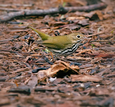 Ovenbird
