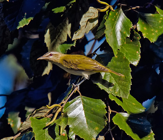 Red-eyed Vireo