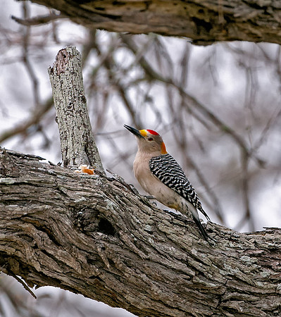 Golden-fronted Woodpecker (M)