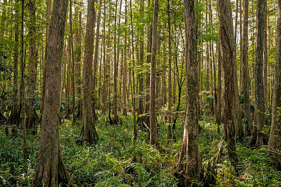 Highlands Hammock State Park