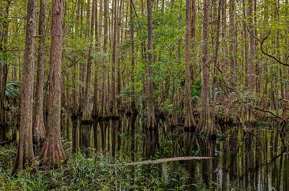 Highlands Hammock State Park