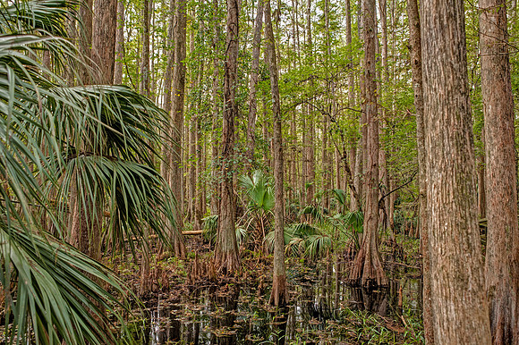 Highlands Hammock State Park