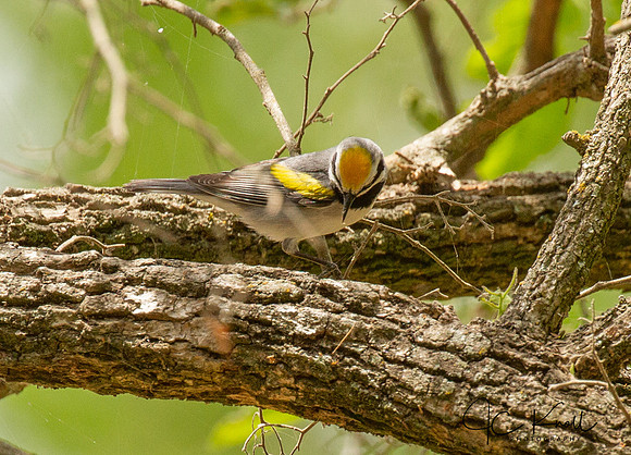 Golden-winged Warbler