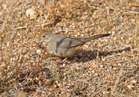 Canyon Towhee