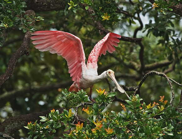 Roseate Spoonbill