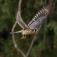 American Kestrel