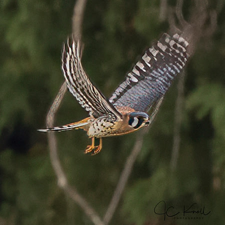 American Kestrel