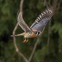 American Kestrel
