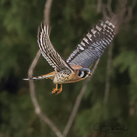 American Kestrel