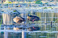 American Black Duck