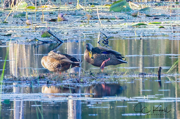 American Black Duck