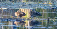 American Black Duck
