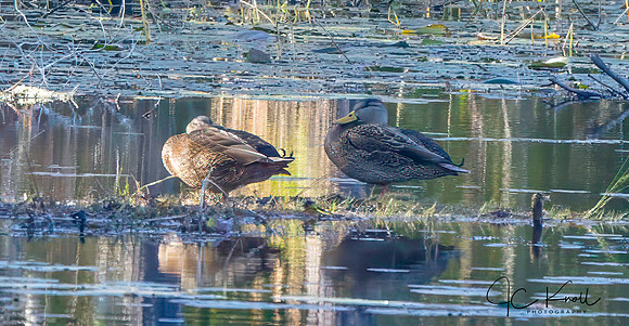American Black Duck