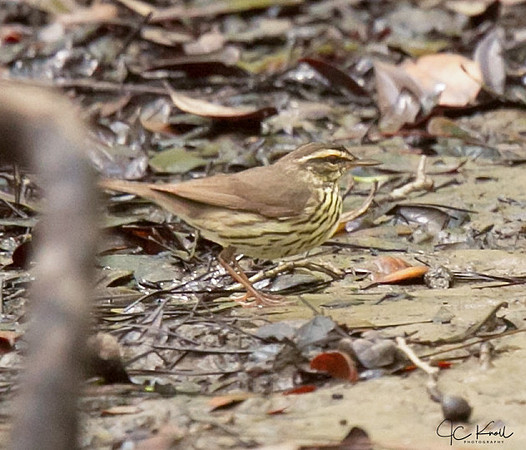 Northern Waterthrush