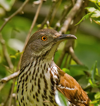 Long-billed Thrasher