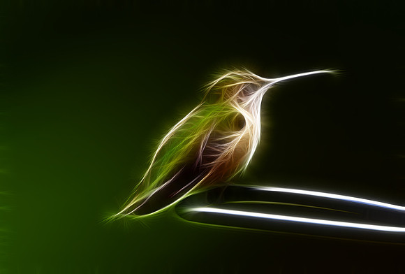 Ruby-throated Hummingbird (Juv M)