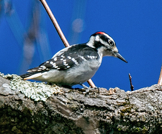 Hairy Woodpecker (M)