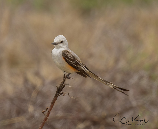 Scissor-tailed Flycatcher