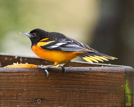 Baltimore Oriole (M)