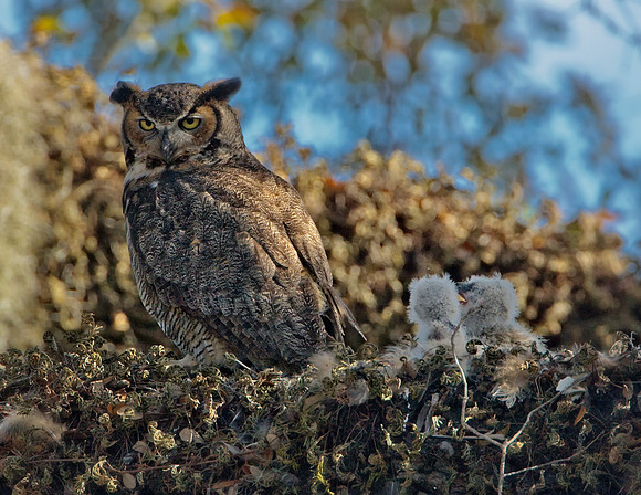 Great Horned Owl with Owlets