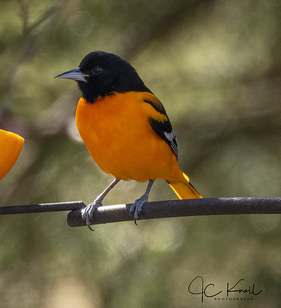 Baltimore Oriole (M)