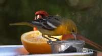 Baltimore Oriole (F)