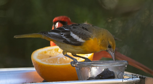 Baltimore Oriole (F)